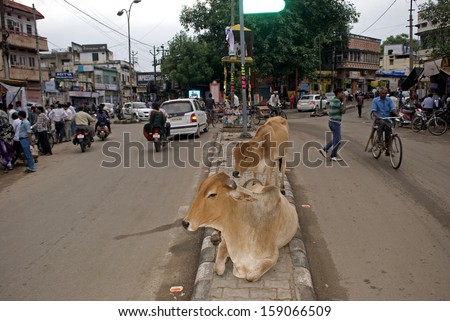 ALWAR, INDIA - OCTOBER 11: Holy cows on the street on October 11, 2013 in Alwar, India. Cows are holy animals in Hinduism, so even traffic must stop if they rest on the street.