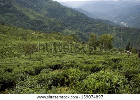 Tea Garden, West Bengal, India
