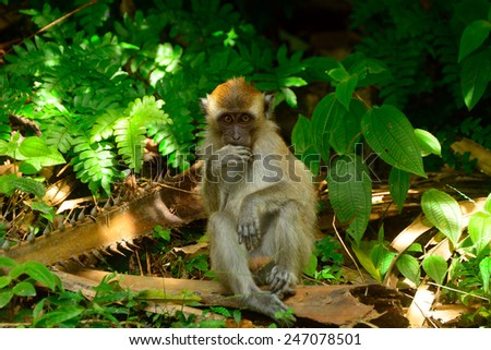 Long-tailed macaque, Penang, Malaysia. Macaques are running free all over the island.