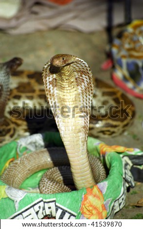 Indian cobra (Naja naja), Pashupatinath, Nepal