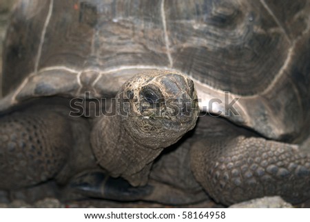 Aldabra Giant Tortoise, Changuu Island, Zanzibar, Tanzania