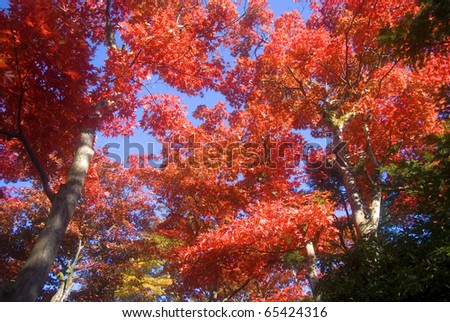 red japanese maple leaf. stock photo : Red maple leaf