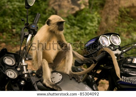 RANTHAMBORE, INDIA - JULY 30: A Langur sits on a bike on July 30, 2011 in Ranthambore, India. Langurs live among the humans and are not afraid of them. They steal food or simply occupy cars or bikes.