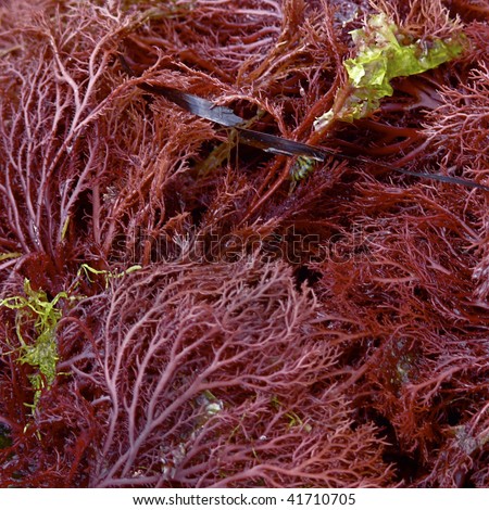 red Seaweed detail with copy space