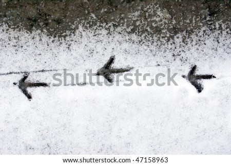 three Pheasants footsteps in the snow