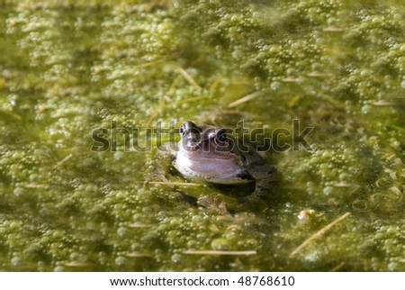closeup of common english frog sunbathing on vegetation in wildlife pond