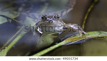 common garden british frog swimming in wildlife pond