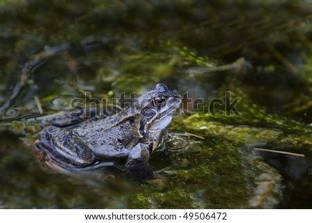 Common english frog in wildlife pond