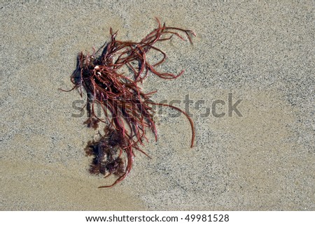 Bright red seaweed on coarse sandy beach