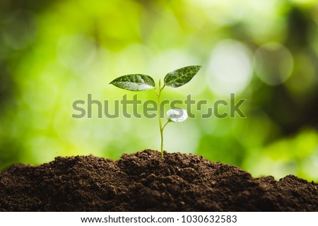 Plant a tree Natural tree Green backgroun