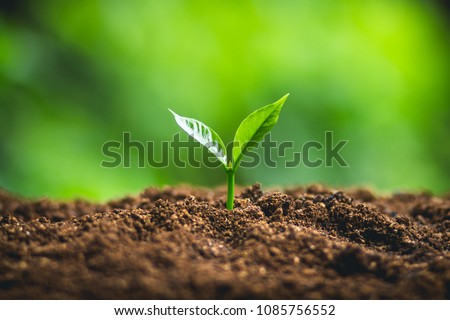 Plant Seeds Planting trees growth,The seeds are germinating on good quality soils in nature