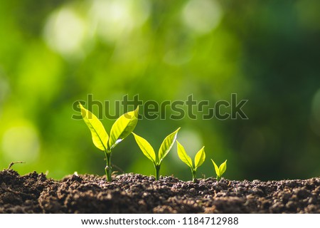 small tree sapling Coffee tree Care by hand Natural evening background
