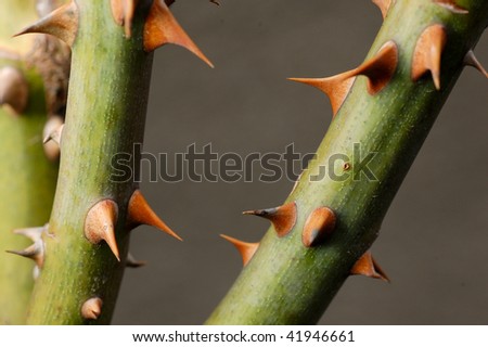 Pictures Of Roses With Thorns. stock photo : Rose thorns