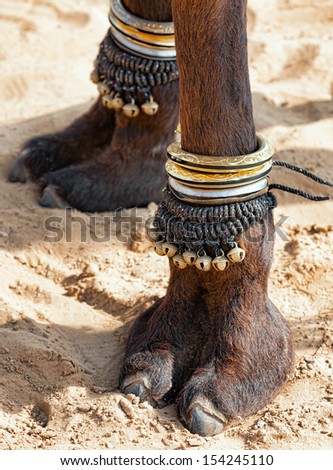 Beautifully decorated camel foot at the Pushkar Fair in India.