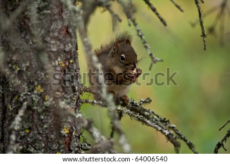 Red Tree Squirrel, Alaska