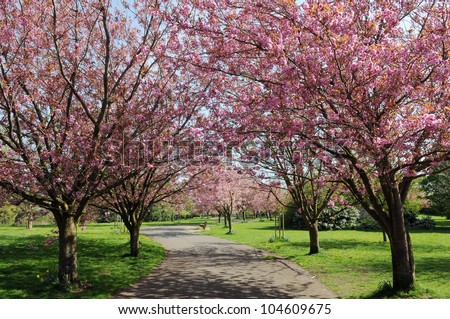 Cherry Blossom Pathway in a Beautiful Landscape Garden