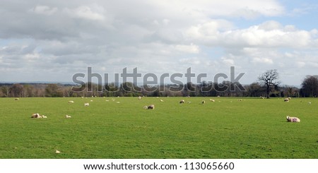Countryside View of Sheep Grazing on an Open Farmland Field in Rural England