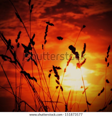 Silhouette of Grass Flowers against a Colourful Sky at Sunset