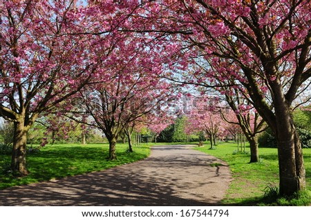 Cherry Blossom Pathway through a Beautiful Garden in Spring