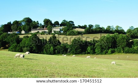 Summertime Rural Landscape View of Sheep Grazing in a Green Field in the Avon Valley in England