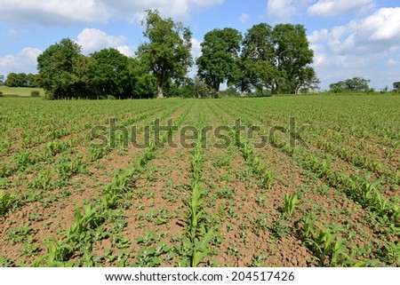 Rural Landscape View of Crops Growing in a Farmland Field