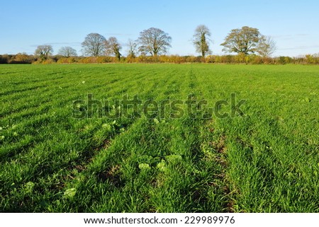 Green Farmland Field Background