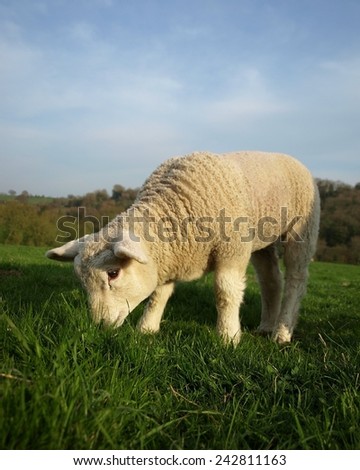 Cute Spring Lamb Grazes in a Green Meadow