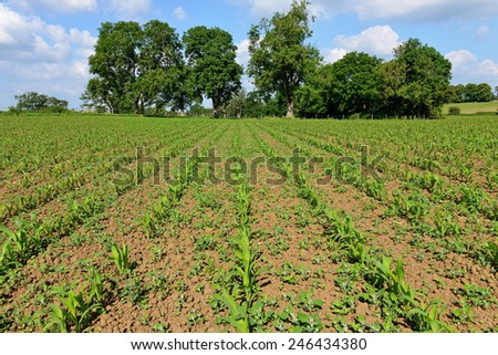 Crops Growing in Rows on a Ploughed Farmland Field