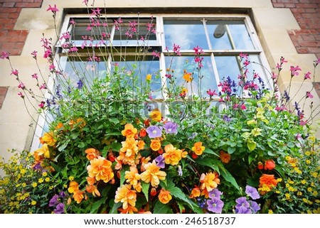 Beautiful Flowers Growing in a Window Garden
