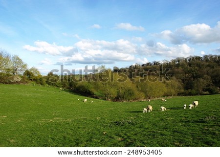 Scenic Springtime View of a Beautiful Green Farmland Field with Grazing Sheep in the Avon Valley in England