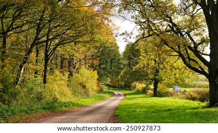 Scenic View of a Woodland Country Road in Wiltshire England
