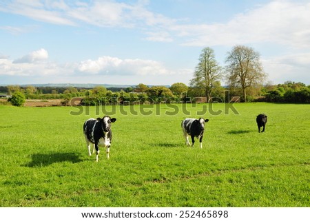 Scenic View of a Cattle in a Green Farmland Field