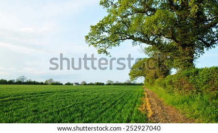 Scenic View of Green Crops Growing in a Farmland Field in Rural England