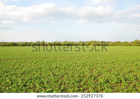 Scenic View of Crops Growing on a Farmland Field in Rural England