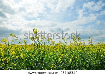 Scenic View of Crops Growing in a Farmland Field against a Beautiful Cloudy Sky