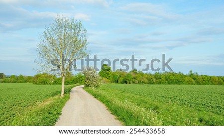 Scenic View of a Country Road through a Farmland Field in Rural England