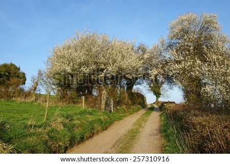 View of a Country Road in Rural England