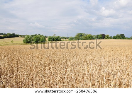 Rural Landscape View of Wheat Crops Growing in a Farmland Field with a Cloudy Sky Above