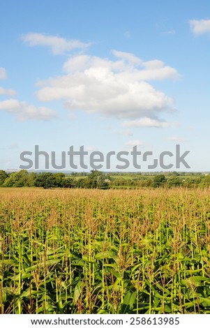 Scenic View of Crops Growing in a Farmland Field against a Blue Cloudy Sky