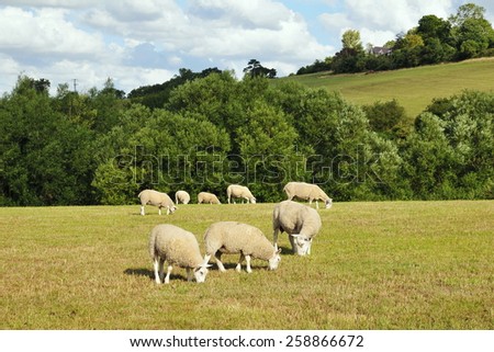 Rural Landscape View of a Sheep Grazing in a Green Farmland Field