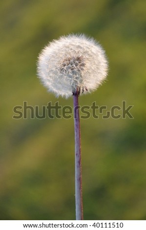 Dandelion in Autumn, with Shallow Depth of Field