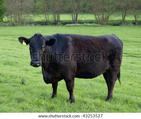 A Black Cow