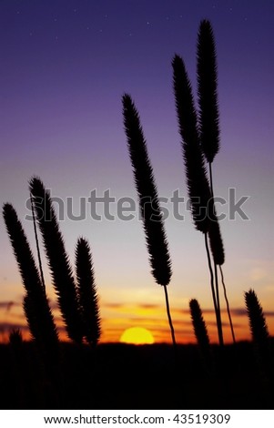 Sun Set Silhouetted by Grass Flowers