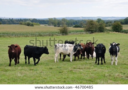 Herd Of Cows. Dairy herd management screen