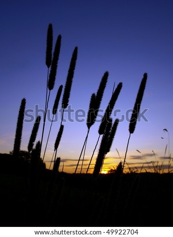 Silhouette of Grass Flowers with Sun Set in the Background