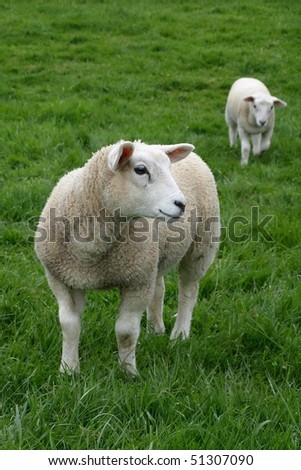 Lamb in a Green Meadow