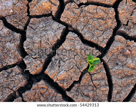Drought Stricken Environment with a Single Green Plant Growing