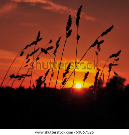 Silhouette of Grass Flowers against a Beautiful Sunset