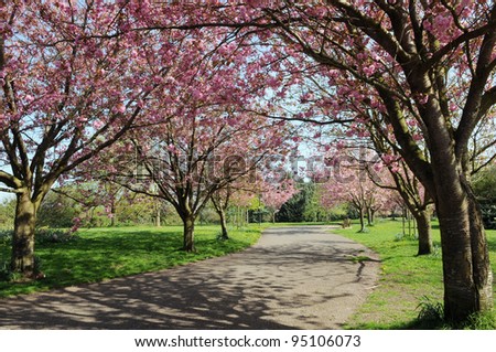 Landscape View of a Winding Garden Path Lined with Beautiful CherryTrees in Blossom