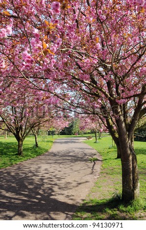 View of a Winding Garden Path Lined with Beautiful CherryTrees in Blossom